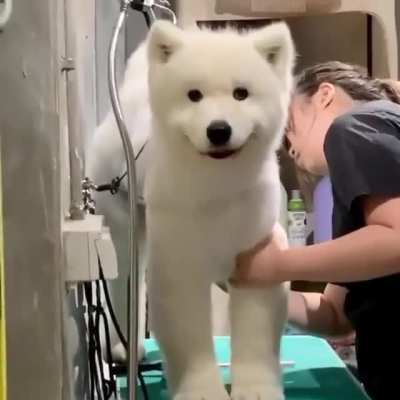 Good boy loves to get his haircut!