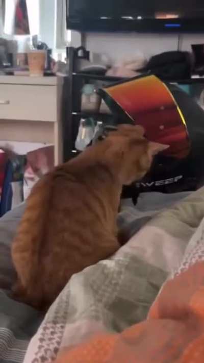 Where did it go