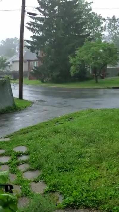 Hell of a storm in New Jersey today. Plus some deer for you