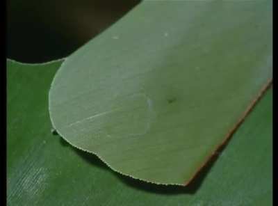 This caterpillar's hiding technique