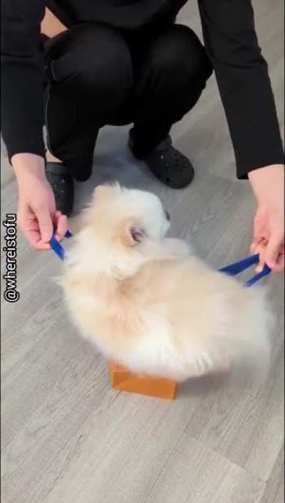 Look, I&rsquo;m a cat!
