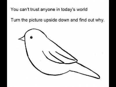 That's a cute bird.