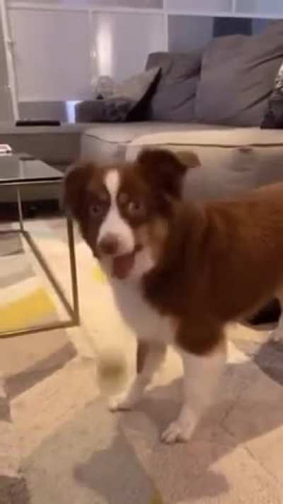 Tell your dog a story using only their favorite words