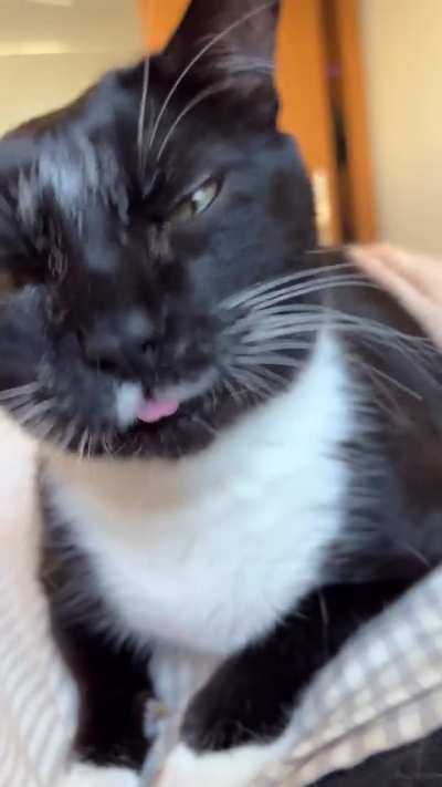 Exibindo meu gato quebrado ao acariciar o &ldquo;ponto G&rdquo; dele