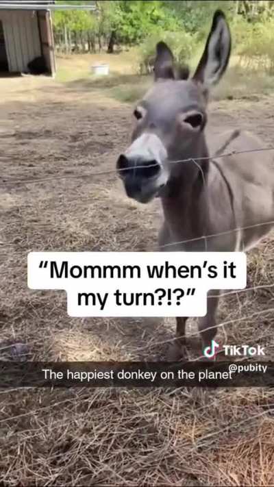 I&rsquo;ve never seen a happier donkey and I think I needed to