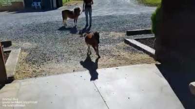Baby miniature horse