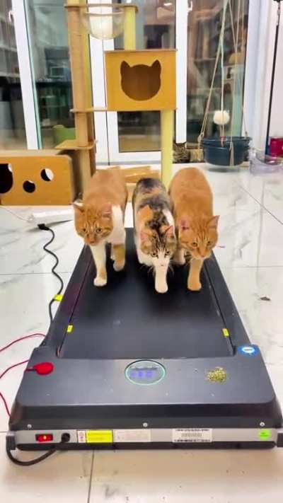 treadmill