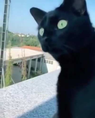Cat Hears Neighbors fighting