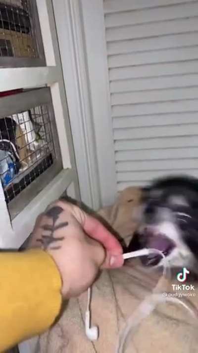 lil dog ear rape