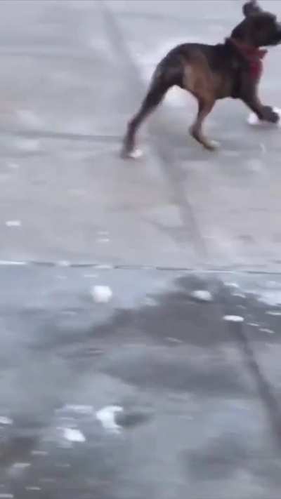 Average Boxer Behaviour