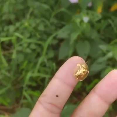 Золотой Черепаховый жук (Aspidimorpha sanctaecrucis)