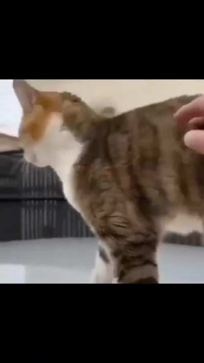 Gato