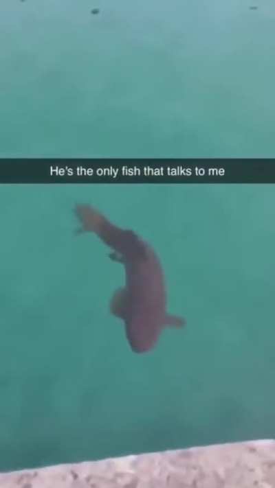 Do not the fish