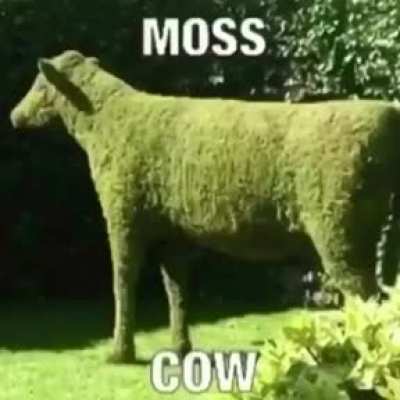 Shitpost Status 56