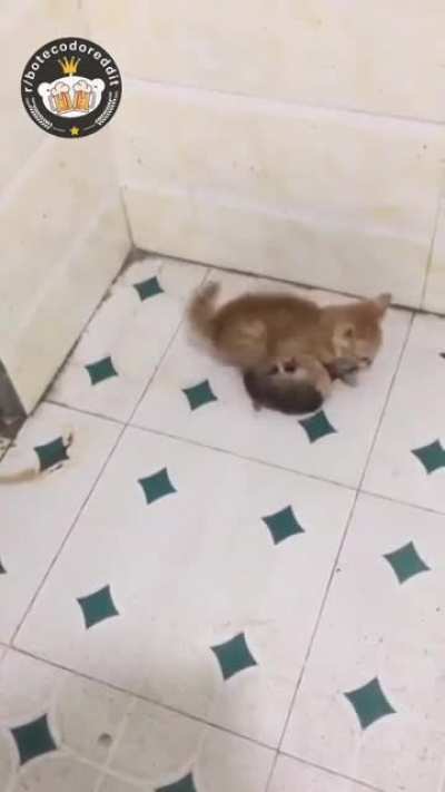 🐈 🐭