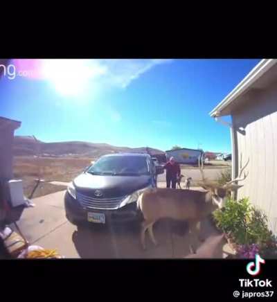 Oh deer