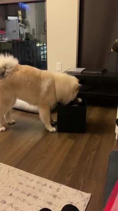 Teaching my 6 month old pup to tidy his toys!! He learned it in half a day 😭