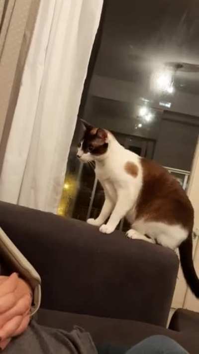 To scare the hooman