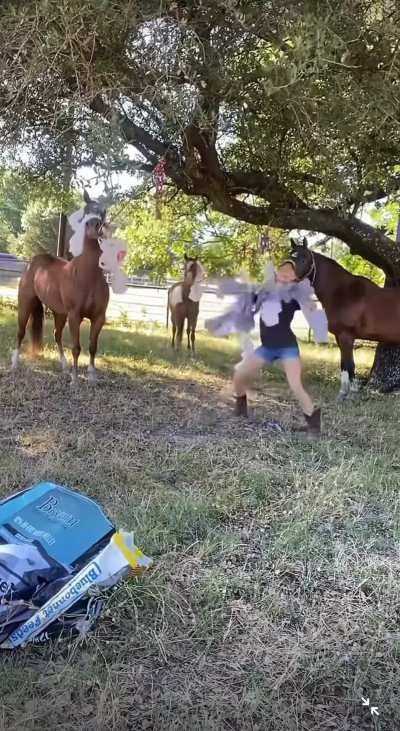 Horses often undergo desensitization training to reduce the severity of their flight response, which helps reduce risk of injuries. This involves exposure to startling stimuli and rewarding calm behavior.