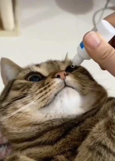 Do you take care of your cat?😍