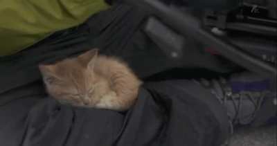 Don't pet just film