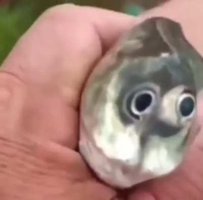 Catch of the day