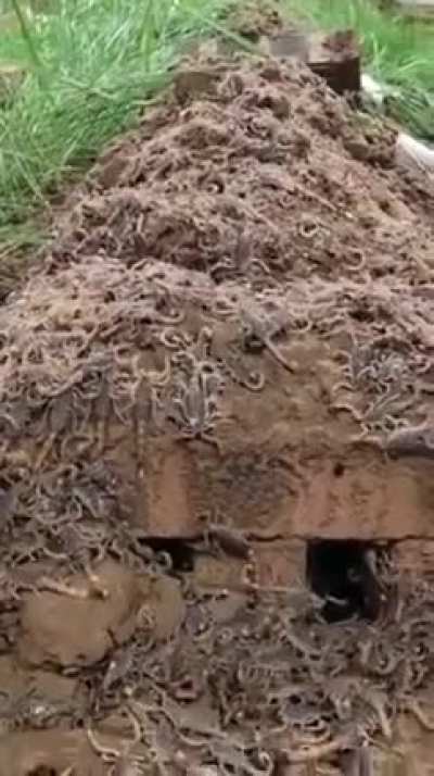Cursed_scorpions