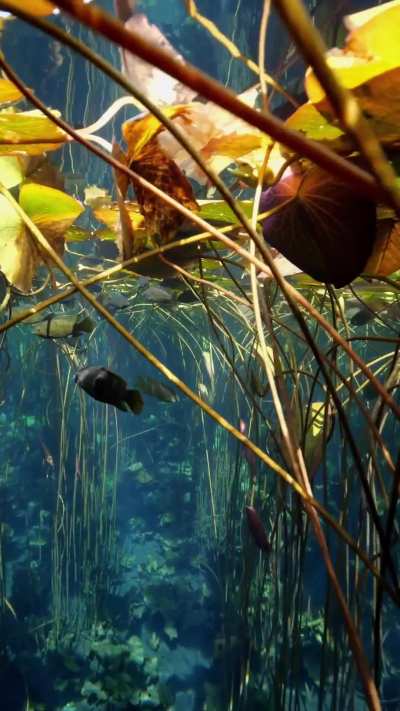 Absolutely mesmerizing underwater world