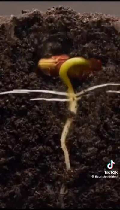 Pudo verlo todo