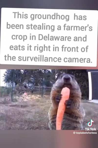 At this point, he&rsquo;s just challenging the farmer..           