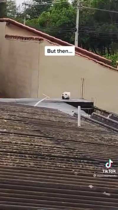 A closer look at the dog
