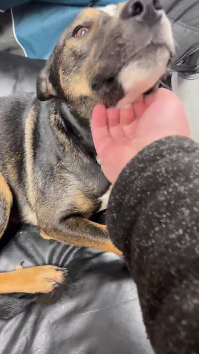 My new puppy Kaya (Kai-a), she&rsquo;s really helped me get through the sadness of losing Cass. She&rsquo;s a good puppy