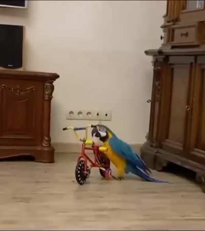 "My parrot doesn't let anyone get near her bike"