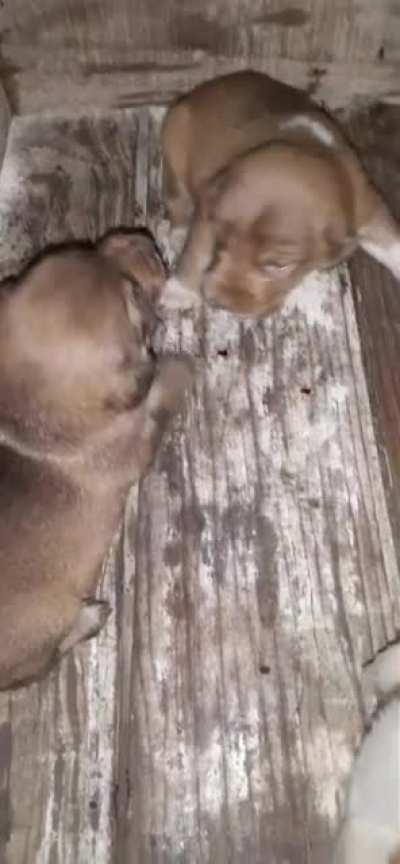 Perritos de 1 mes jugando con el sonido de los tel&eacute;fonos de juguete, simplemente una de las cosas mas bonitas