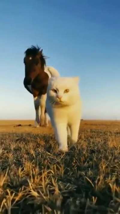 Сьяду я вирхоом на котаа! Ты несее паа кухнее минааа! Па бескрайниму кухне маему, па бескрайниму кухне маему!