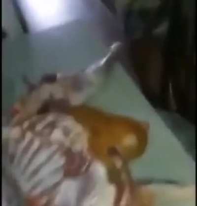 Isso &eacute; uma fera!