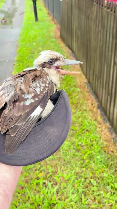 Australiana