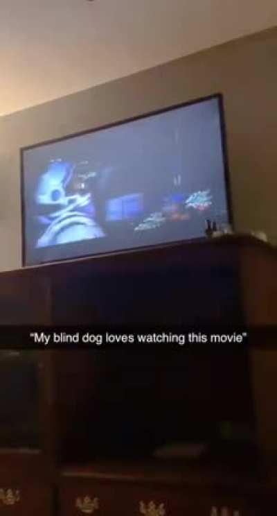 His blind dog loves watching this movie