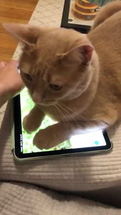 She wasn&rsquo;t watching anymore so I tried to get my iPad back..