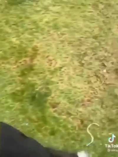 A&iacute; a&iacute; essa pamonha