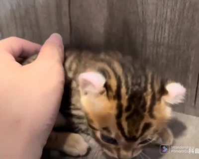 Little tiger