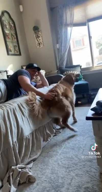 Golden retrievers are a unique breed