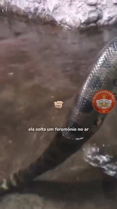 🐍 🐍 🐍 