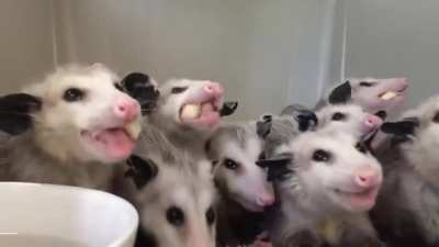 Ном-ном-ном