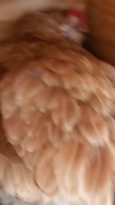 Chicken Squeal