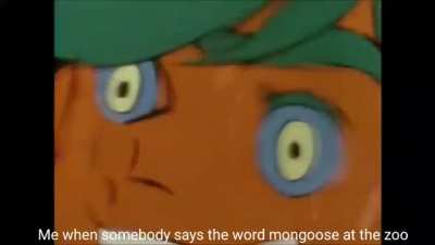 A mongoose