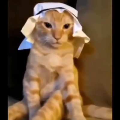 Arab cat