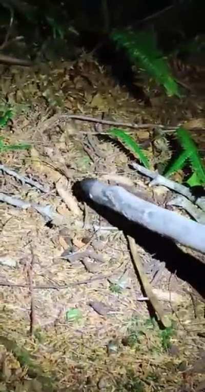 Encountering spider crickets on a hiking trail at night