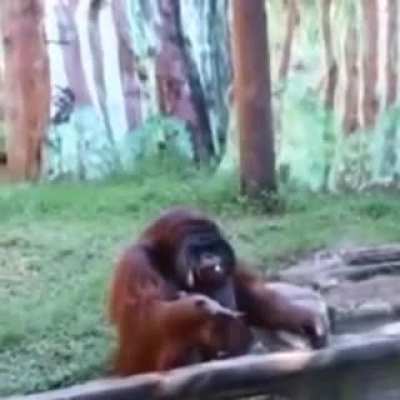 Monke get Banan!!!