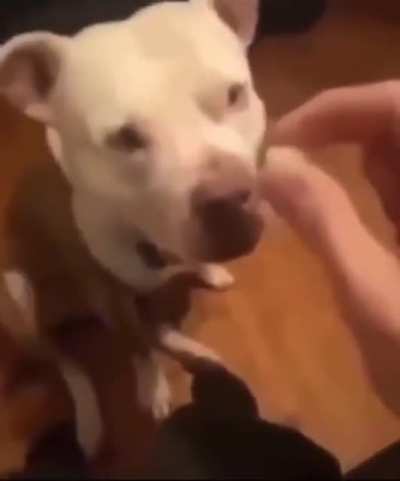 Dogs aren't supposed to eat jellybeans